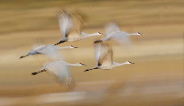 New Mexico Sandhill cranes fly in blurred
